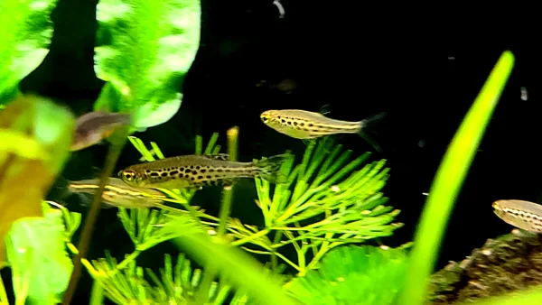 Gold Ring Danio - Image 2