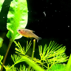 Celestial Pearl Danio
