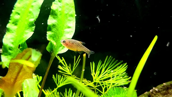Celestial Pearl Danio