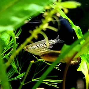 Gold Ring Danio
