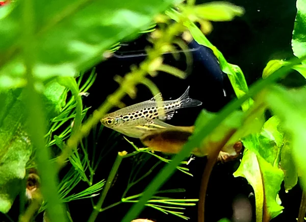 Gold Ring Danio