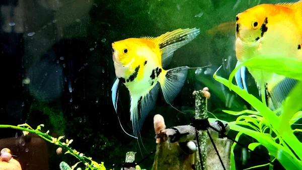 Koi Angelfish - Image 2