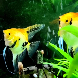 Koi Angelfish
