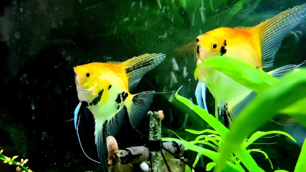 Koi Angelfish