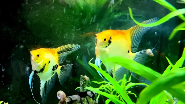 Koi Angelfish - Image 3