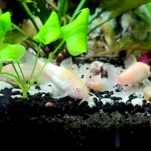 Albino Corydoras Catfish