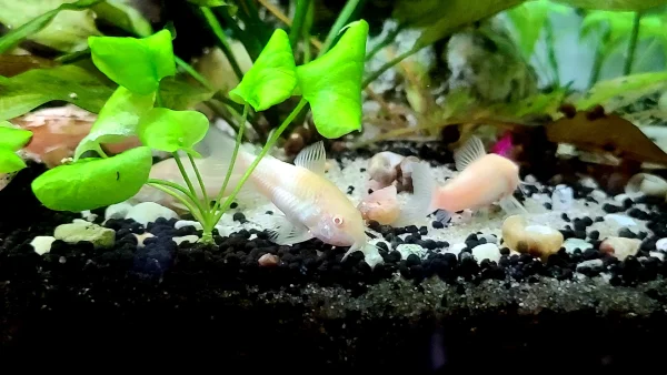 Albino Corydoras Catfish