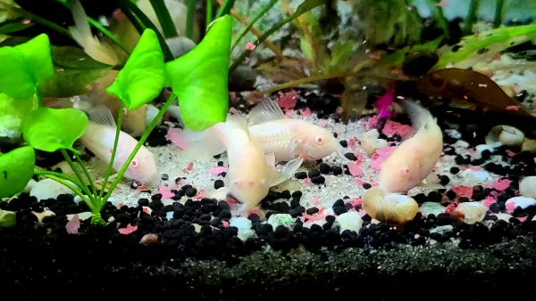 Albino Corydoras Catfish - Image 3