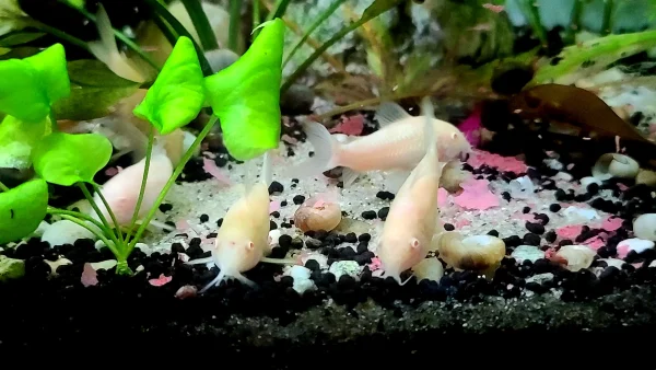 Albino Corydoras Catfish - Image 2
