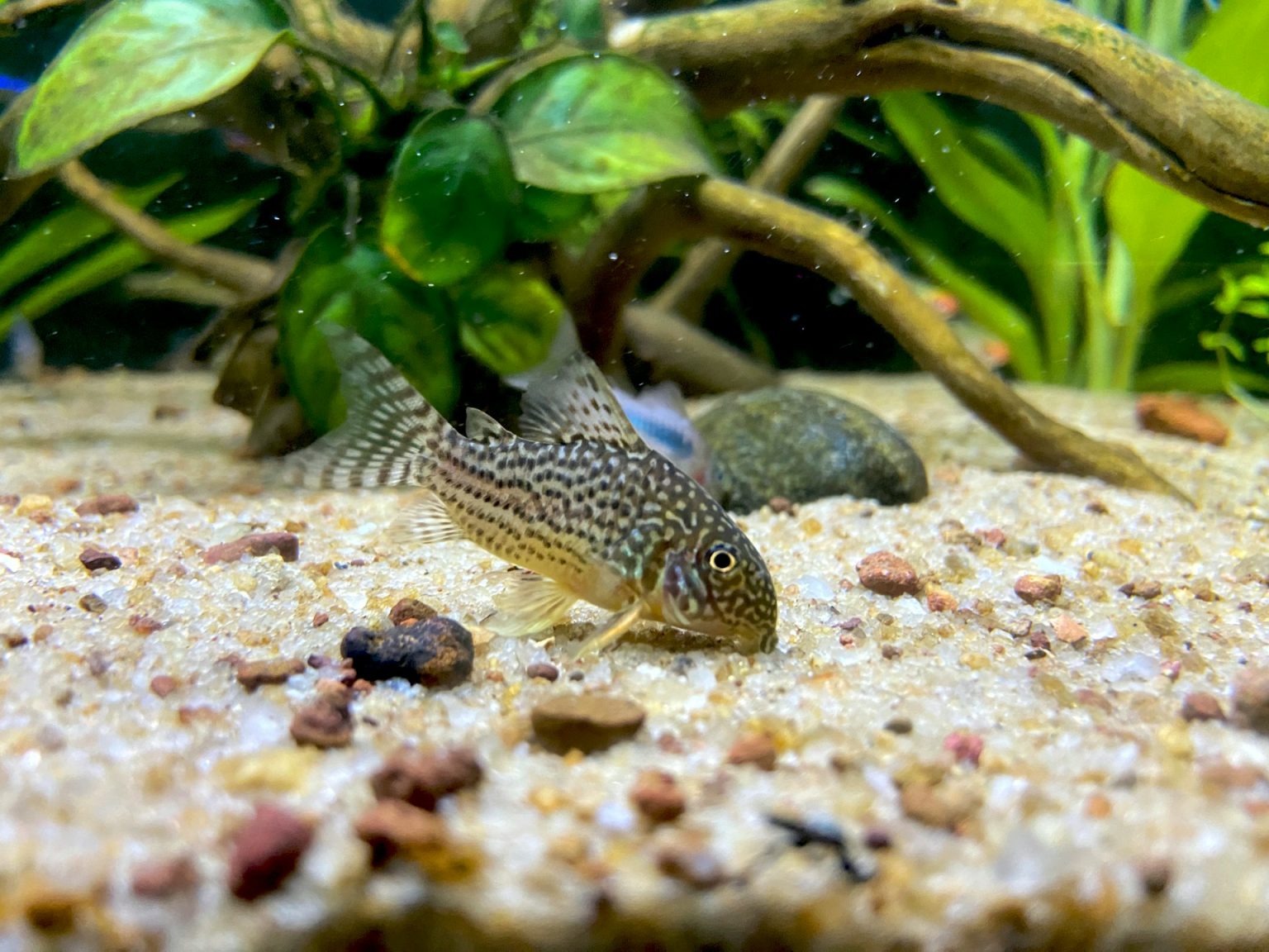 Home - Dan's Fish Shop