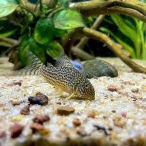Julii Corydoras