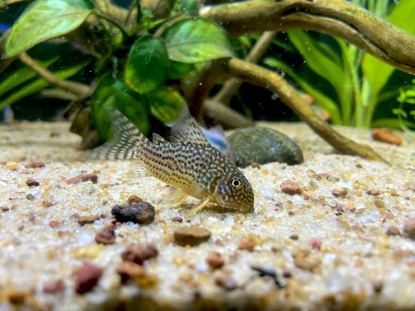 Julii Corydoras