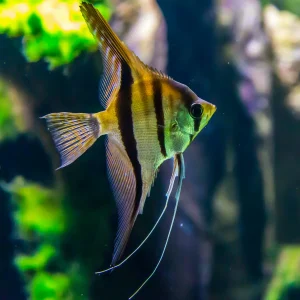 Peruvian Altum Angelfish
