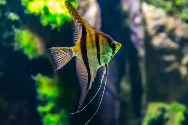 Peruvian Altum Angelfish